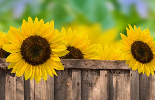 5 Bee-neficial Plants For Your Garden