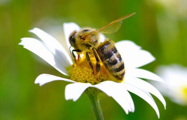 5 Awesome Things You Never Knew About Bees