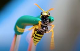 Watch Adventurist Coyote Peterson Get Stung By Yellow Jackets
