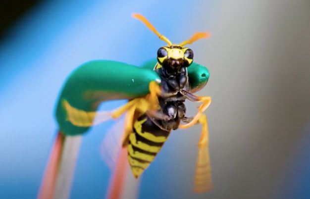 Watch Adventurist Coyote Peterson Get Stung By Yellow Jackets