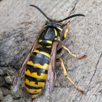Yellow Jacket